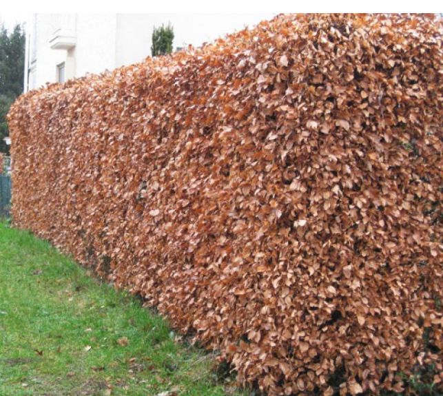 Buchenhecke Buchenhecken Eicherscheid
